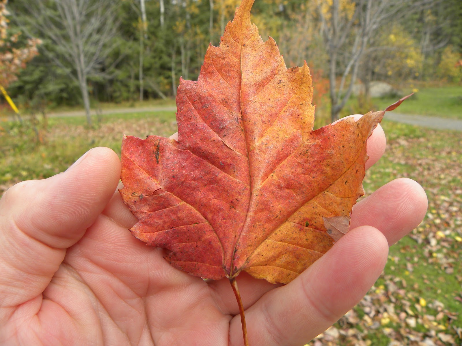 sugar maple leaf vein sugar maple leaf vein