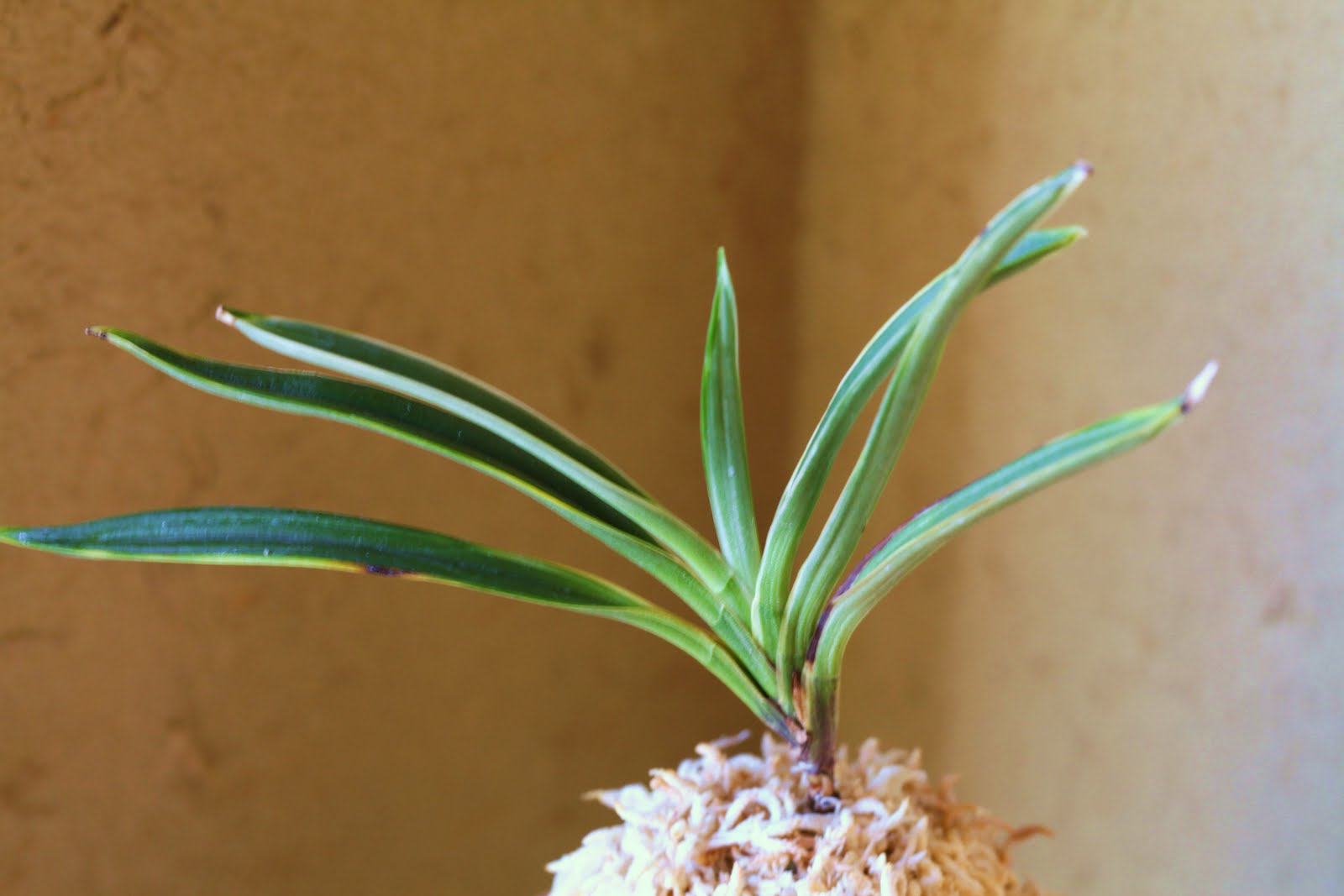 富貴蘭【建国殿羆の子】本性品