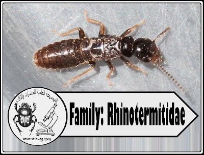 Family: Rhinotermitidae