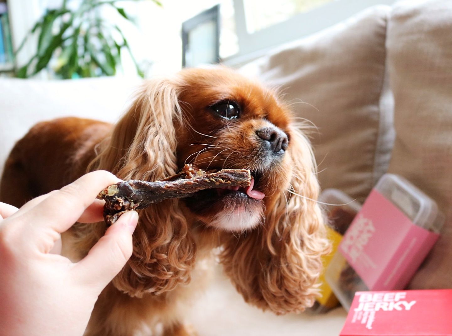 Can Dogs Eat Jerky?