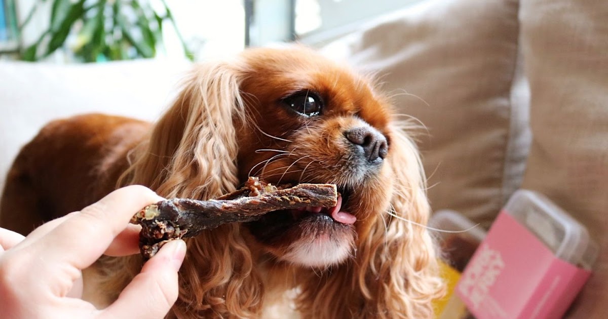 Can Dogs Eat Jerky?