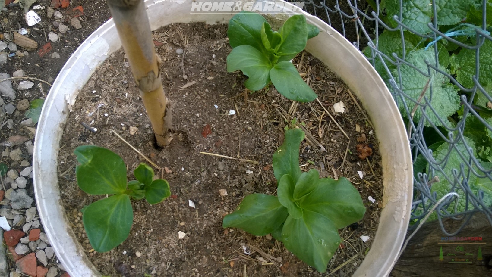 How to Grow Broad Beans in Containers