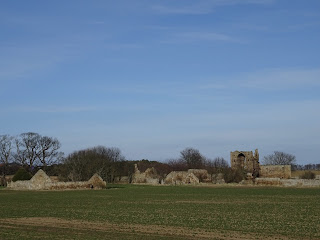 A view of Saltcoats Castle and the ruins of farm steadings, taken from a distance with a newly planted field in the foreground.  Photo by Kevin Nosferatu for the Skulferatu Project.