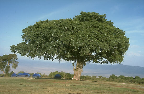 شجرة الجميز في اريحا