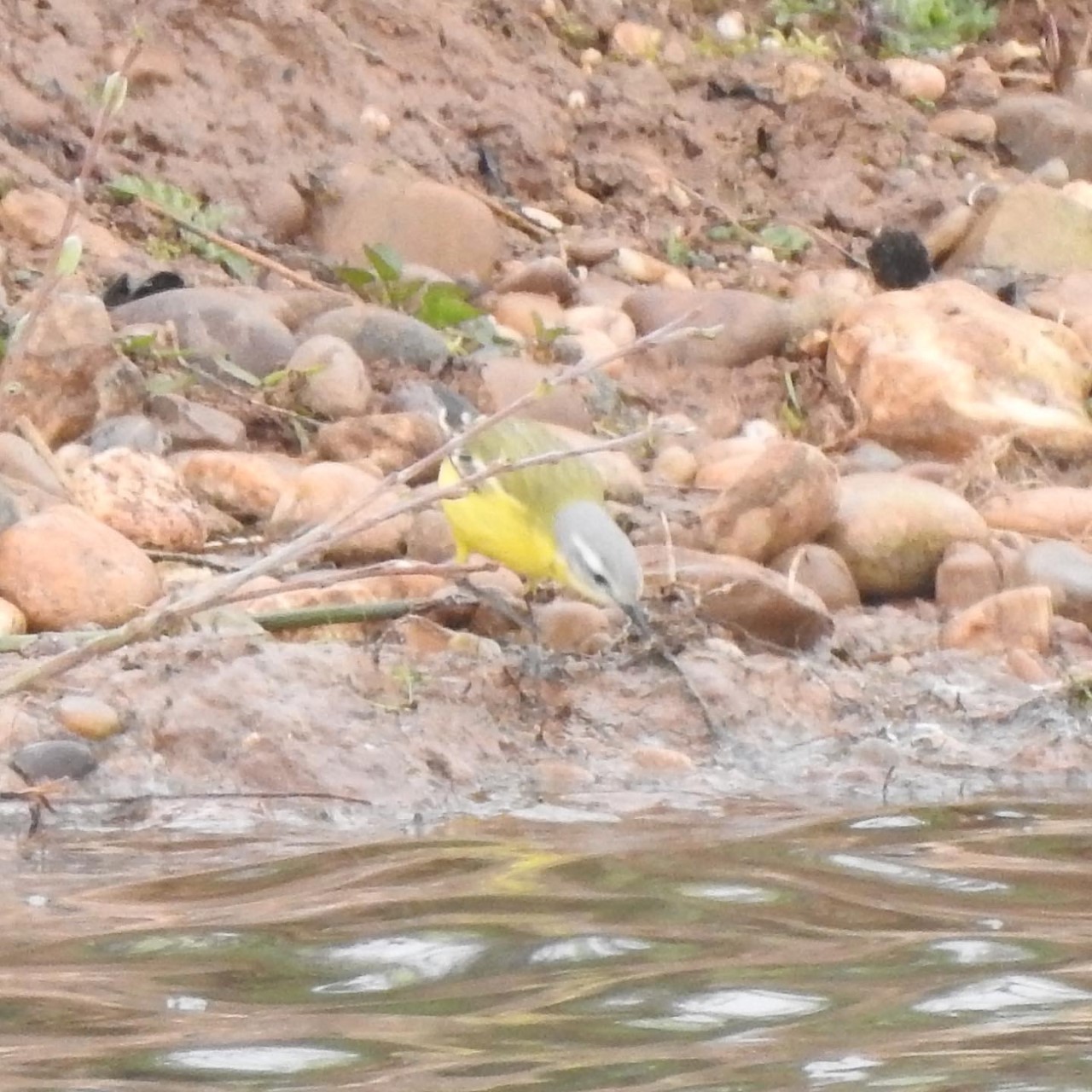 Out4aduck A record of my birding year Channel Wagtail & nervous