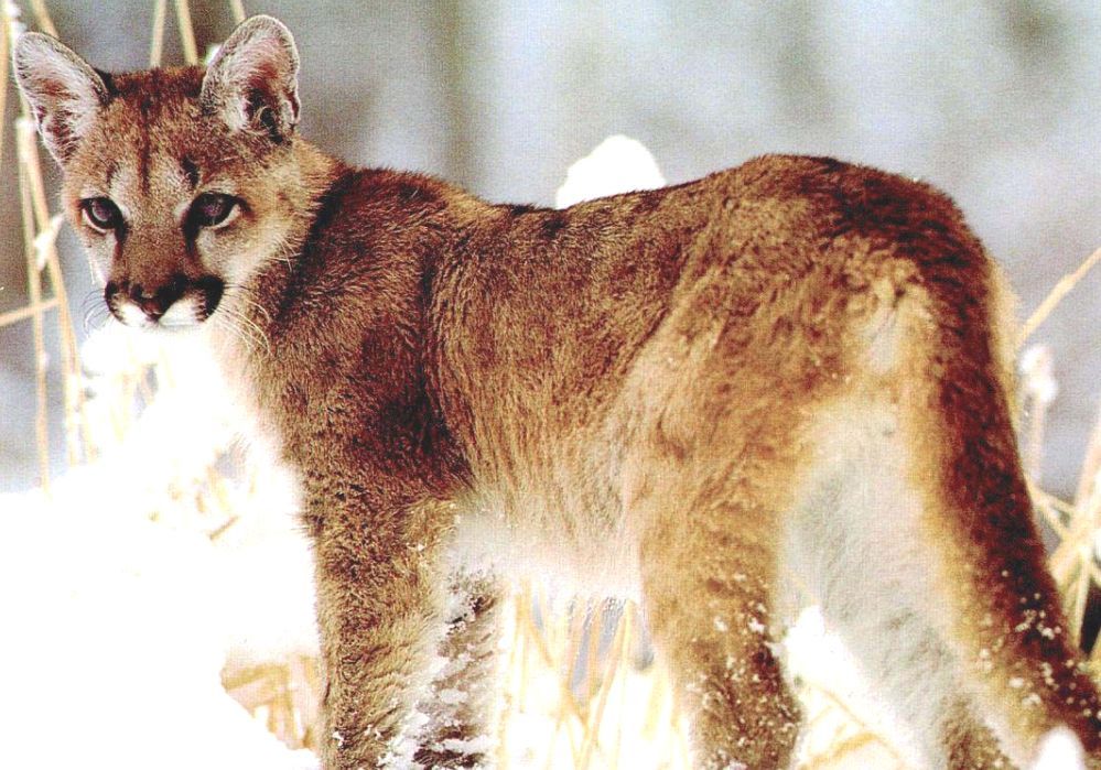 Eastern Cougar Cougars In South Carolina