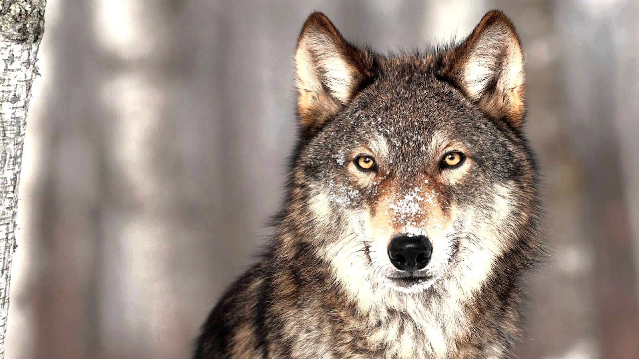 National Geographic Endangered Species Danger Choices