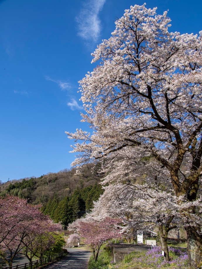 桜散る わたらせ渓谷鐵道 水沼駅