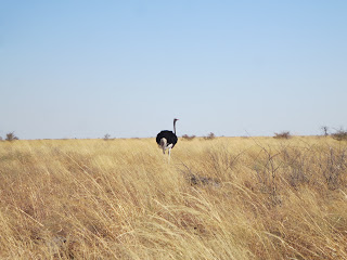 Día 15: De Makgadikgadi Pan a Khama Rhino Sanctuary. - Botswana y Cataratas Victoria. Viaje por libre de 19 dias (10)