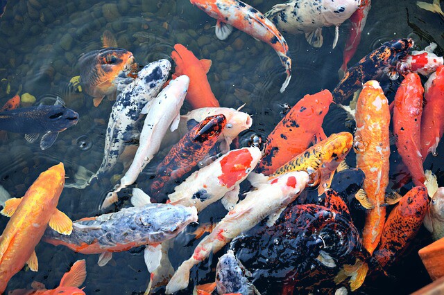 Jenis ikan konsumsi yang dibudidayakan di kolam