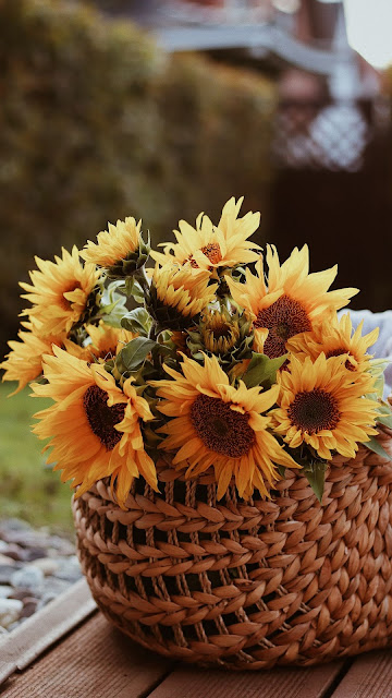 Sunflower Wallpaper, Flowers, Basket, Bouquet