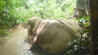 asesinos arrancan la piel a elefantes