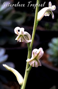 Flores características de las especies del género Haworthia