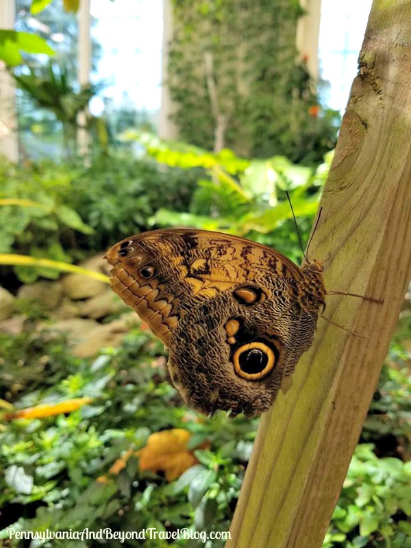 Pennsylvania & Beyond Travel Blog The Butterfly Atrium at Hershey Gardens