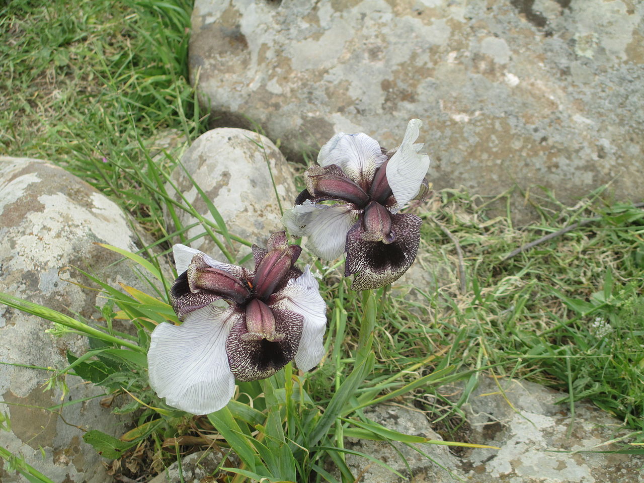 ИРИС или КАСАТИК или ПЕТУШОК (лат. Íris) / Iris (Iridaceae)