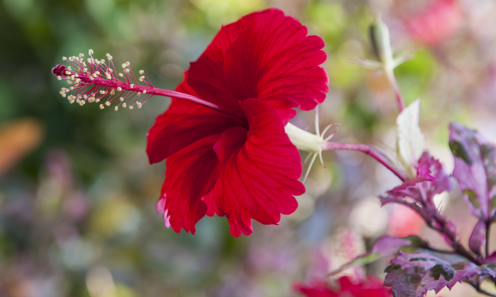 gambar mewarnai bunga kembang sepatu