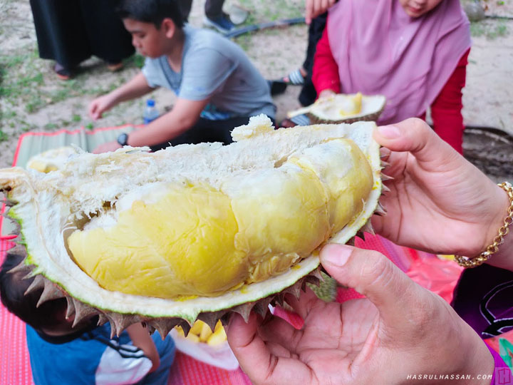 Musang durian vs duri king hitam The Rare