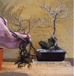 Bonsai tree care root pruning