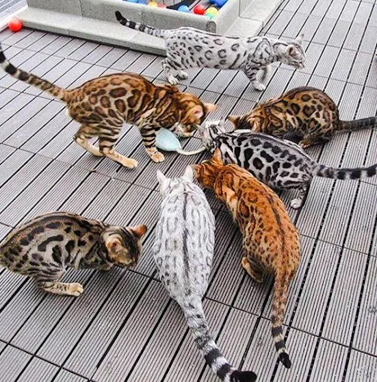 Rainbow of colors and patterns of Bengal cats