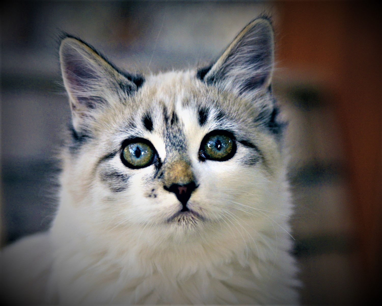 Cymric Cat, history, breed, price, description, personality, and care.