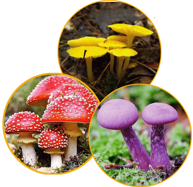 Pict: Fungi species exist in a variety of distinctive shapes and sometimes striking colors. Pict: Fungi species exist in a variety of distinctive shapes and sometimes striking colors.