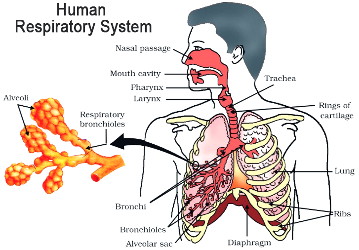 6. Life Processes Class 10 CBSE  Notes Part 3 Respiration