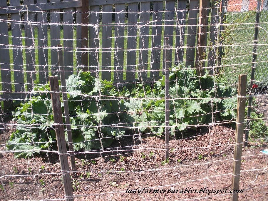 Lady Farmer's Garden Weaving the pea trellis