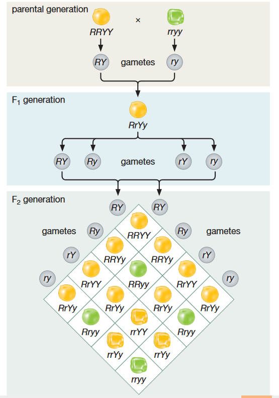 Latihan Soal Hereditas Pada Manusia
