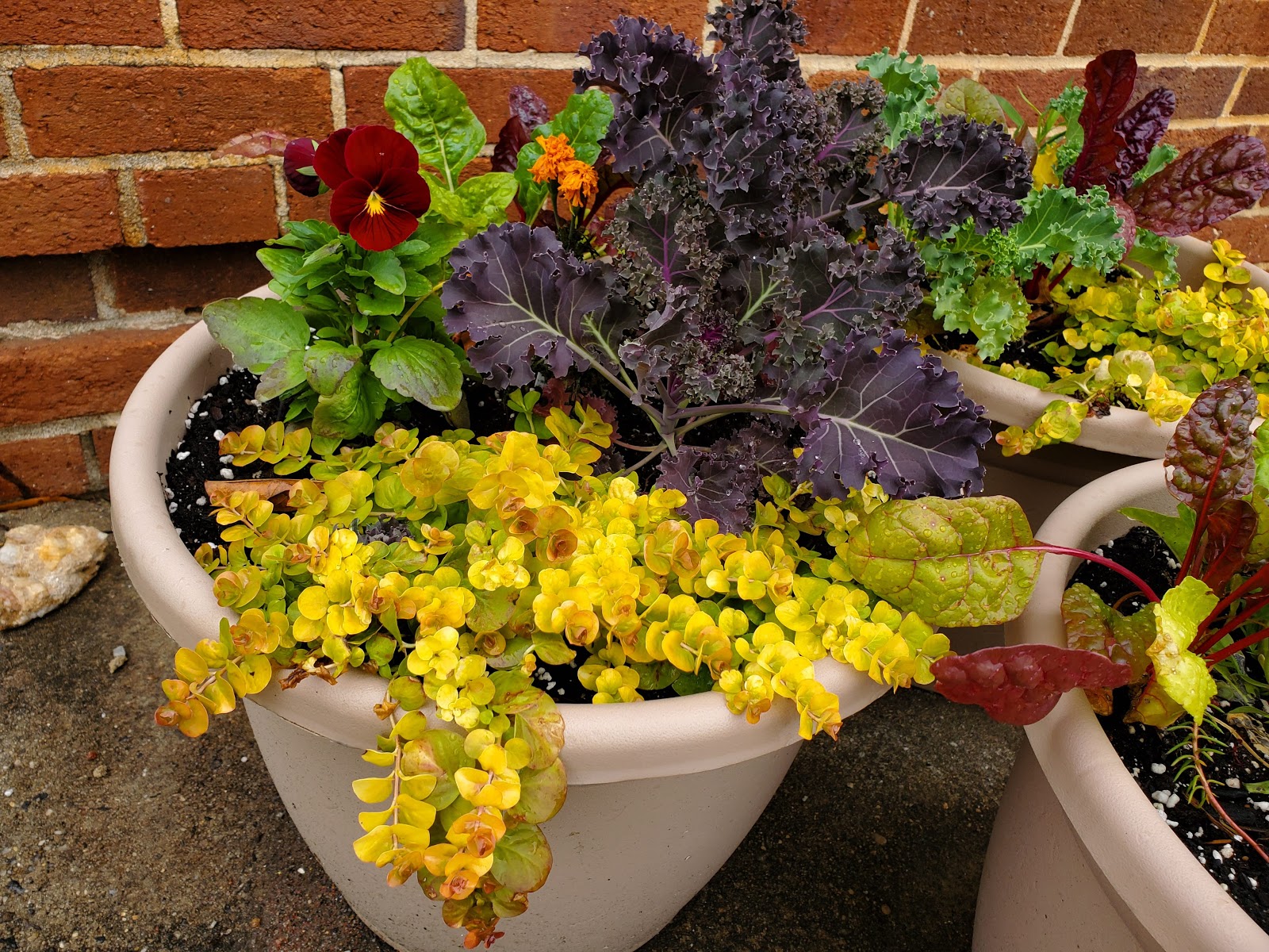 Anelle's Gardening Top 5 plants to add color in winter