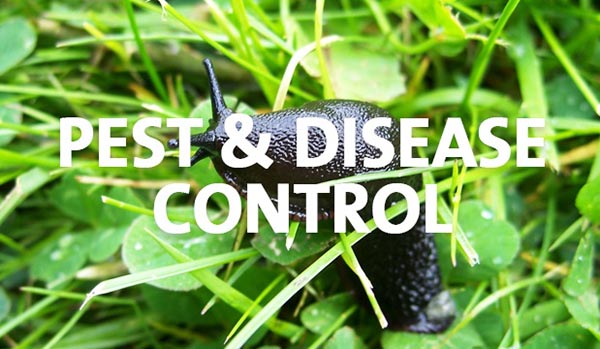 Plant Insect and Disease Control