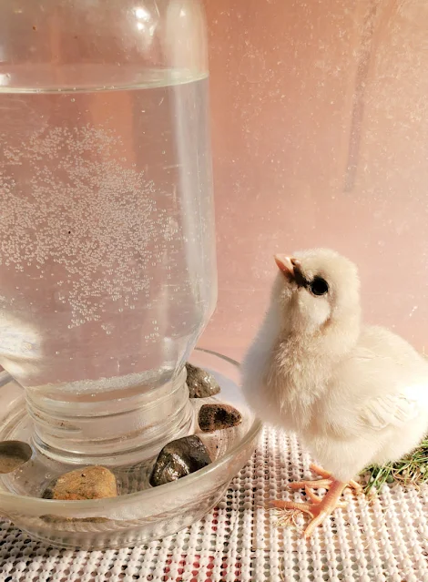 chick drinking water