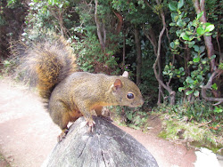 Red Tree Squirrel at Volcan Poas