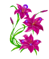 600 Gambar Bunga Sakura Bergerak Gif HD Paling Baru 600 Gambar Bunga Sakura Bergerak Gif HD Paling Baru
