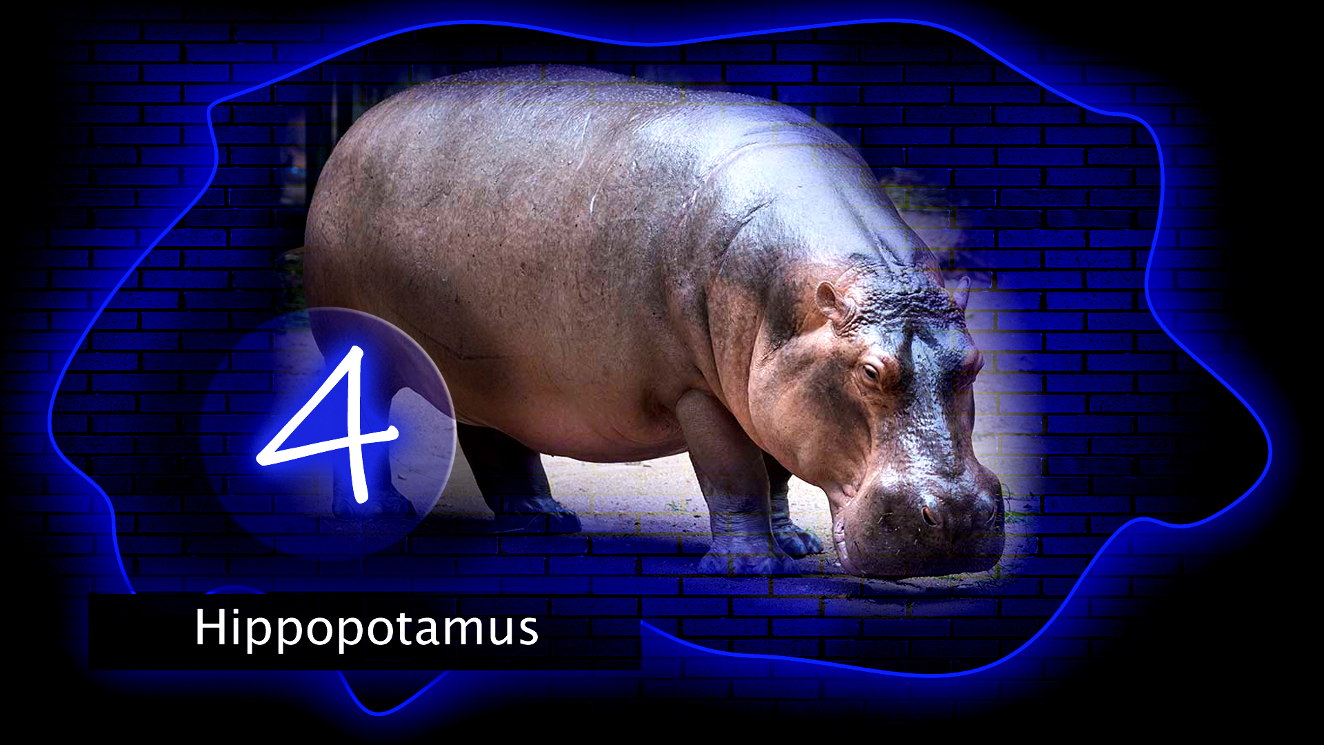 Top 10 Laziest Animals In The World Top 10 Hit Videos top-10-laziest-animals-in-the-world-top-10-hit-videos