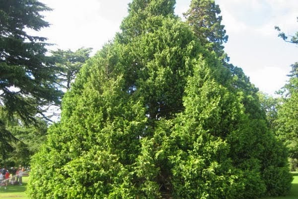 Apa itu Pohon Gorgot ? yang wajib diketahui
