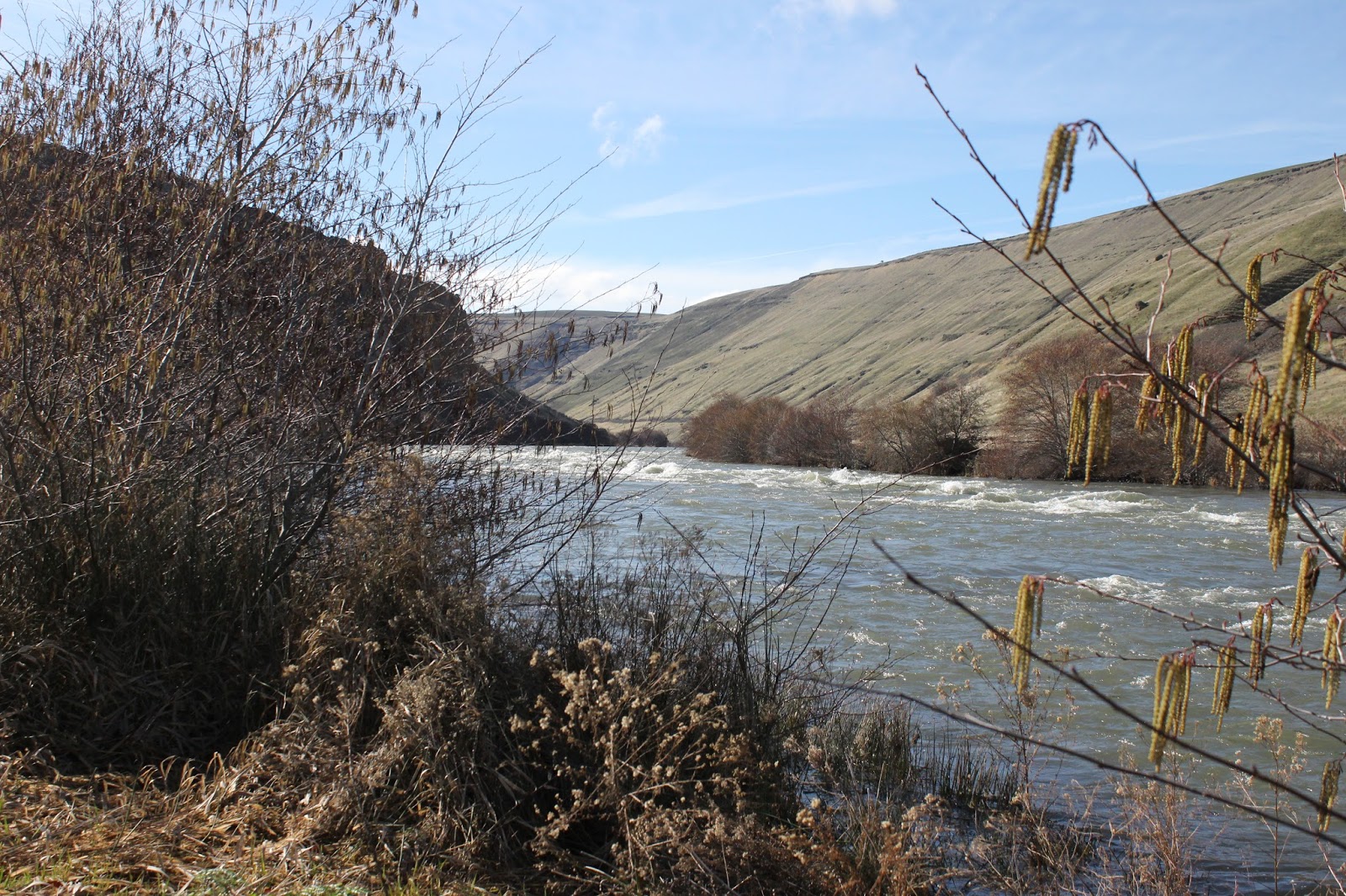 Out and About Oregon Birds Deschutes River State Recreation Area