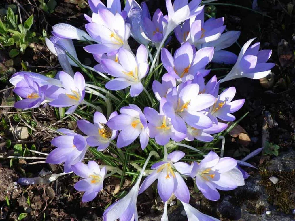 März - Dem Frühling entgegen 2 Maerz Dem Fruehling entgegen Herbert%2BFritsche 1