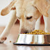 Μήπως καταναλώνει τη τροφή του ο σκύλος γρήγορα;