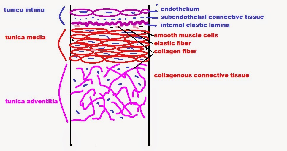 easyhumanatomy Histological layers within a vessel easy discussion