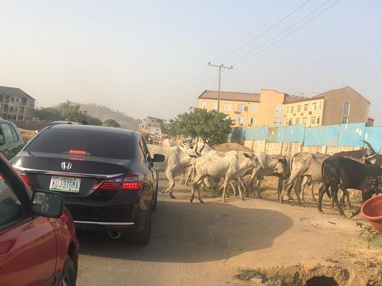 Cows block G-Wagon, other cars and road users on Apo road, Abuja [photos] 11