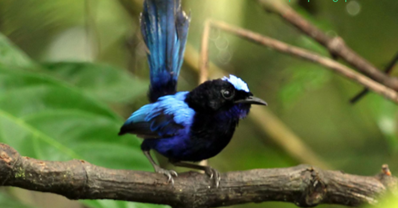 24 Arti Mimpi Tentang Burung Cikrak Peri Kaisar Menurut Primbon Jawa