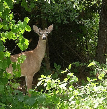 The deer that hang in my yard
