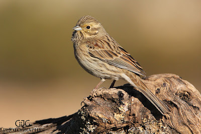 Escribano soteño (Emberiza cirlus)