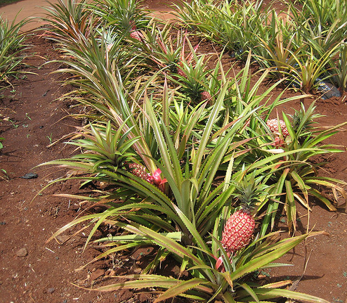 PINEAPPLE CULTIVATION 2 - BENEFITS PLANT FOR HEALTH