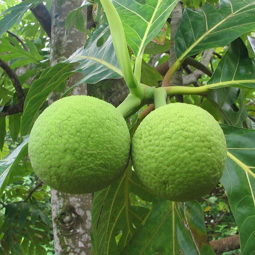Bibit Tanaman Buah Sukun Nusa Tenggara Barat