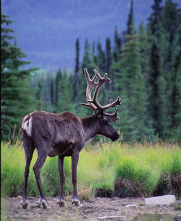 Image of a moose