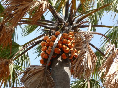 Ta gueule, c'est moi qui conduis: Le palmier ronier