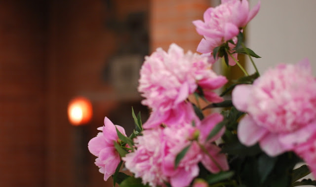 in our garden - CASA SANTO SPIRITO