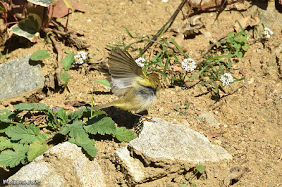 Mosquiter comú (Phylloscopus collybita)