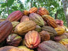 Montón de mazorcas de cacao cosechadas.